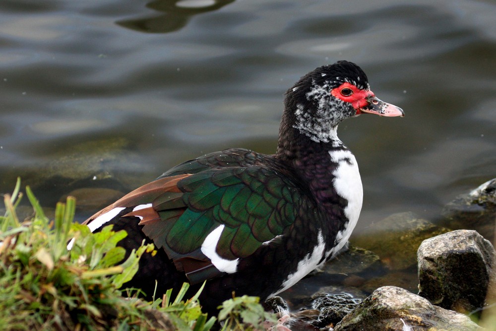 Muscovy Duck