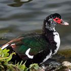 Muscovy Duck