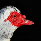 Muscovy Duck