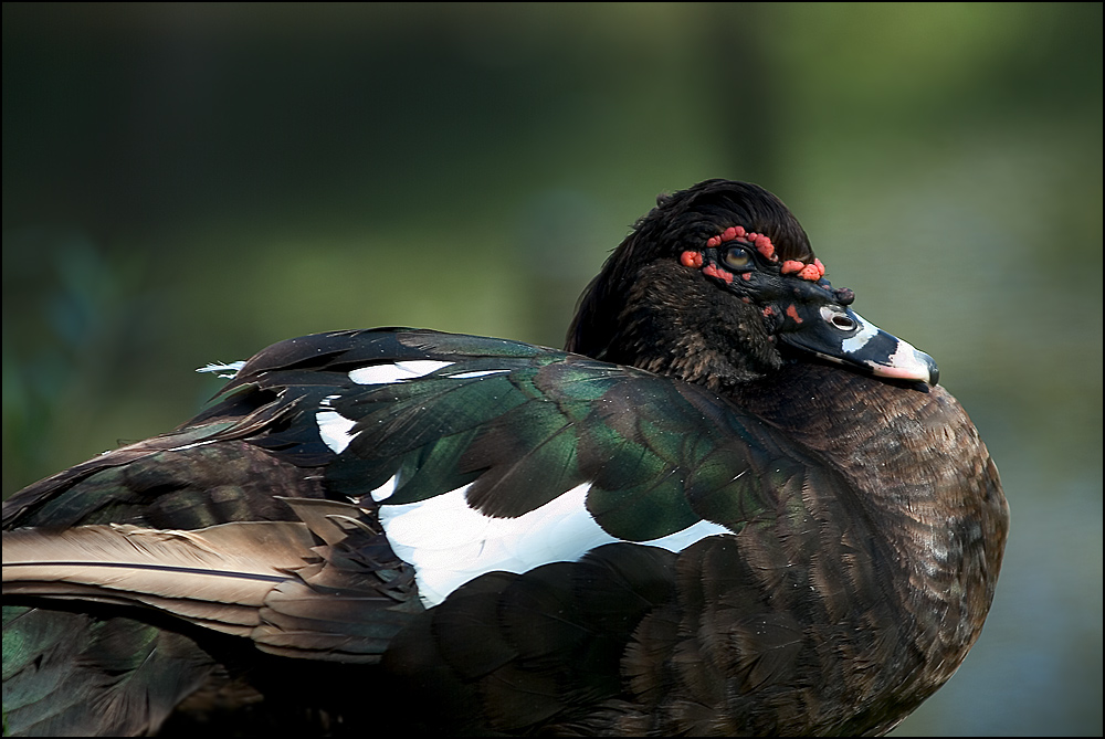 [Muscovy Duck]