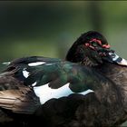 [Muscovy Duck]