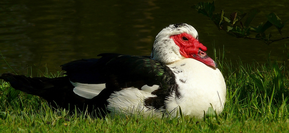 Muscovy Duck