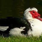 Muscovy Duck