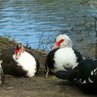 Muscovy ducks