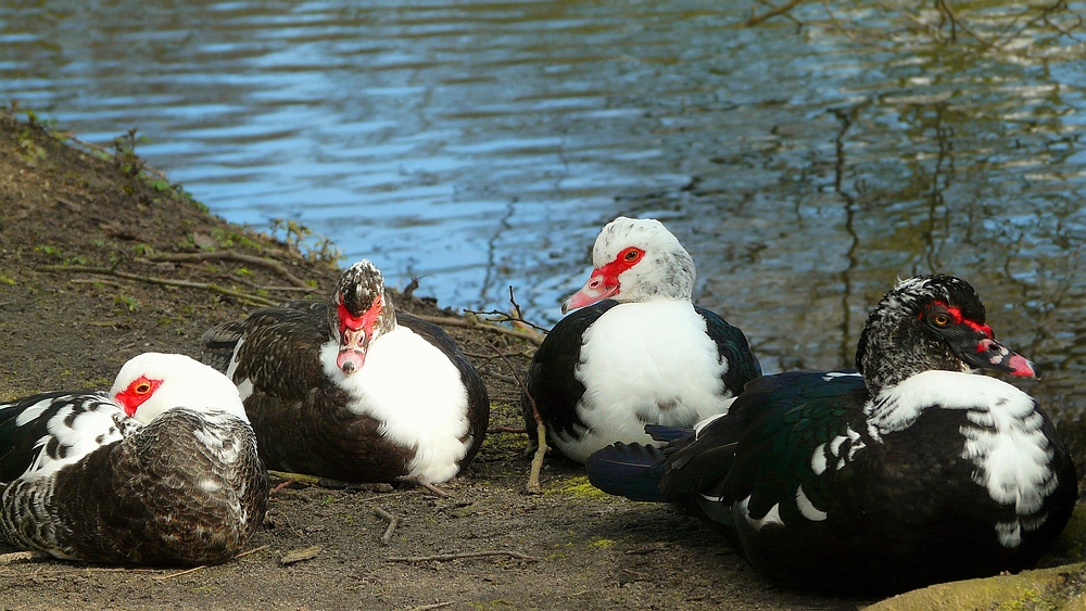 Muscovy ducks