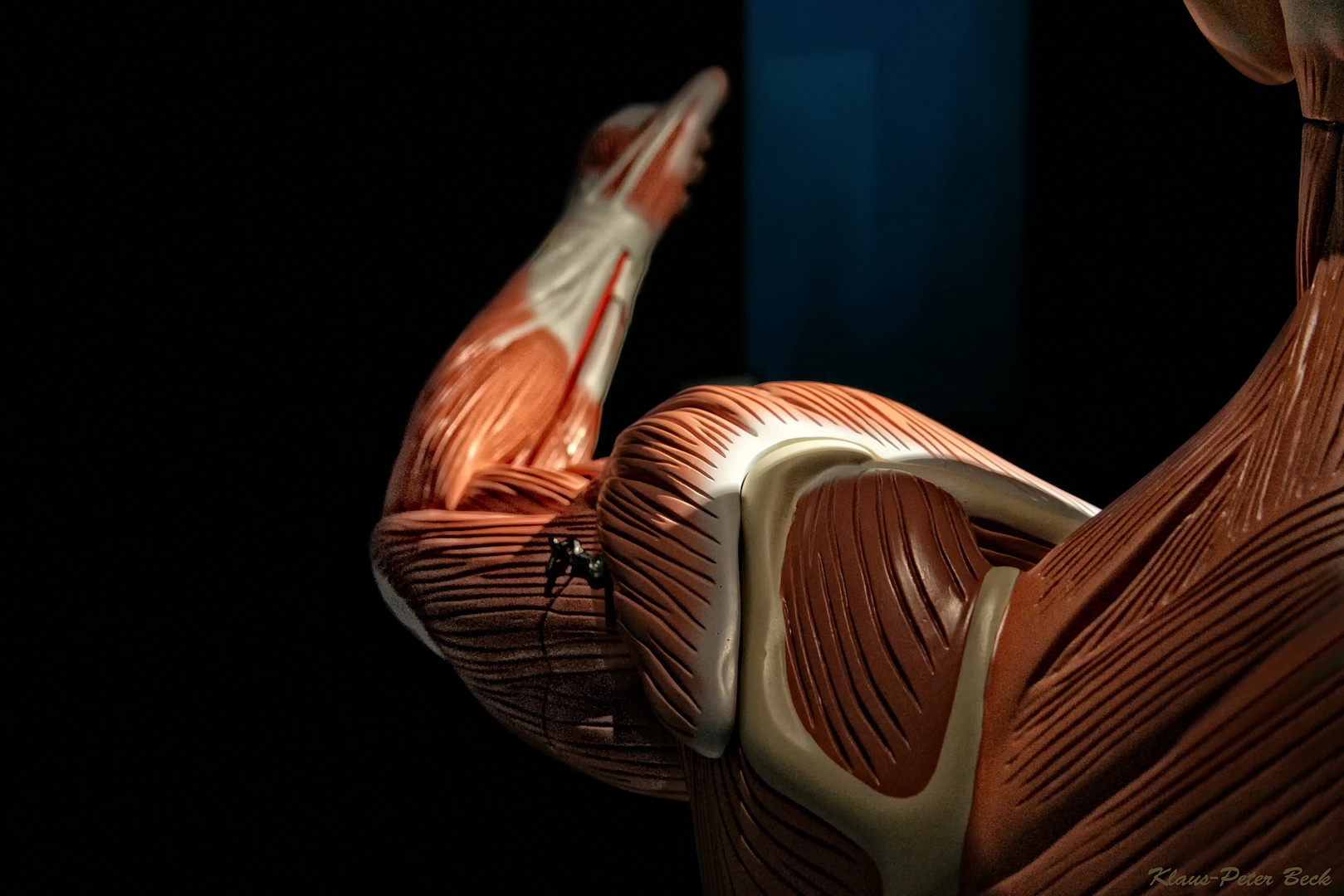 Musculus biceps brachii
