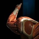 Musculus biceps brachii