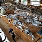 Musée d'Histoire Naturelle à PARIS