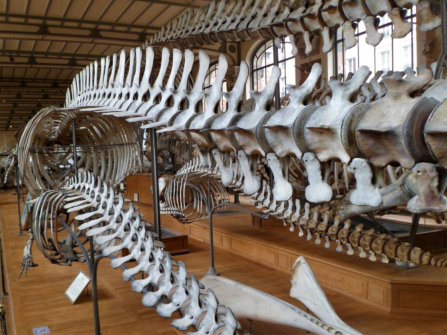 Musée d'Histoire Naturelle à PARIS