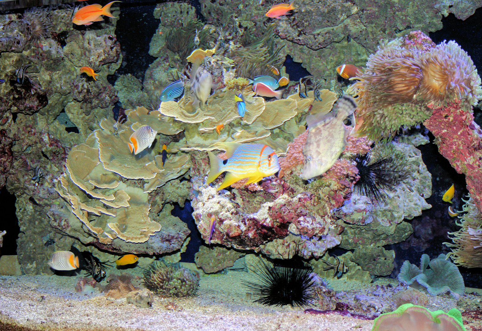 Musée et Institut océanographique de Monaco "Tropisches Aquarium"