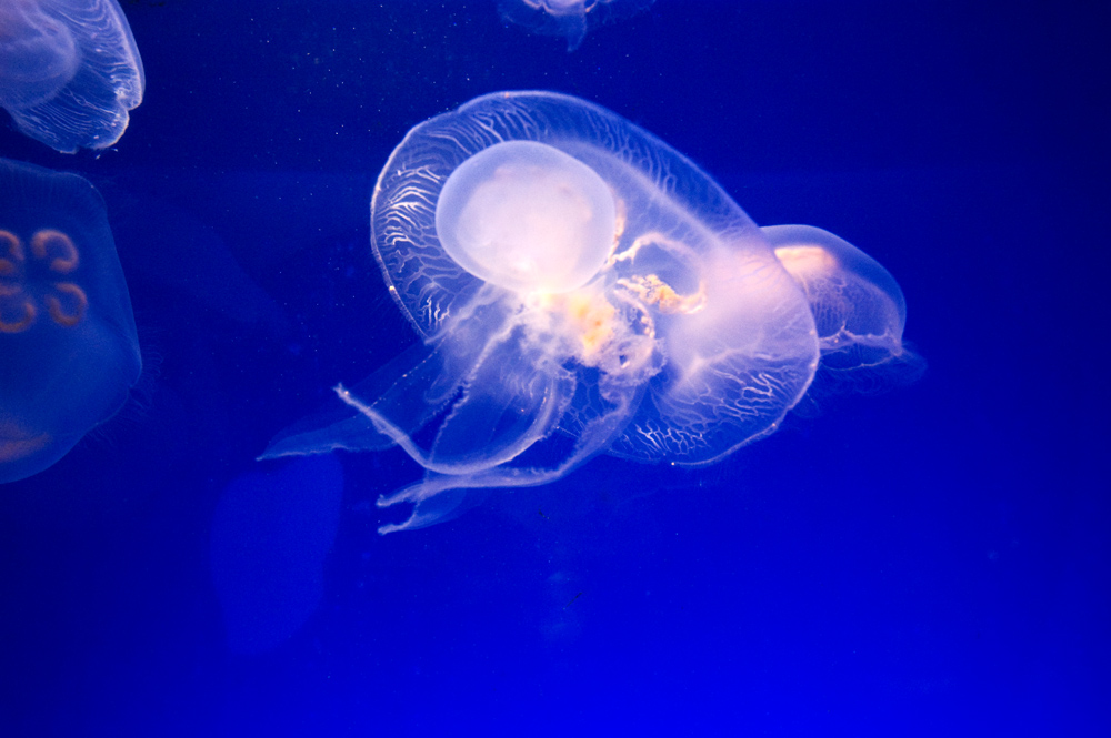 Musee oceanografic Monaco