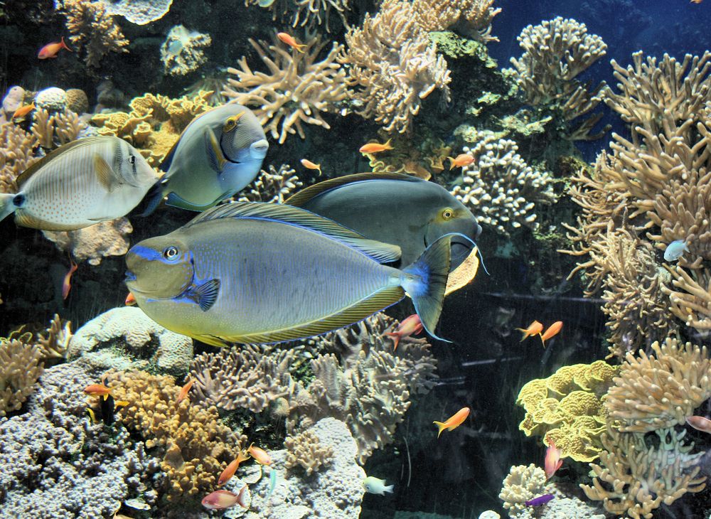 Musée Océanographique de Monaco Tropical Seas