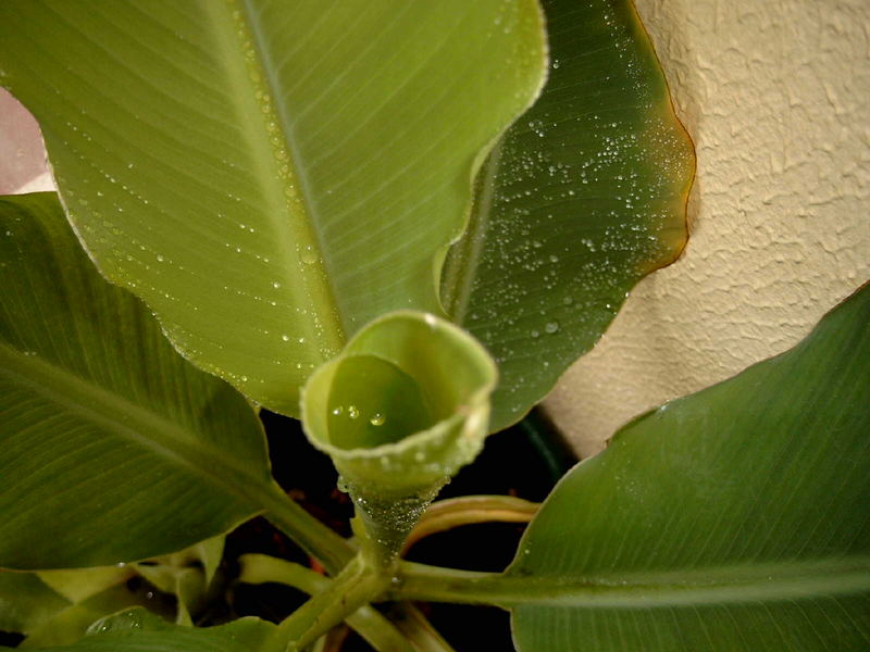 Musella lasiocarpa- Golden Lotus