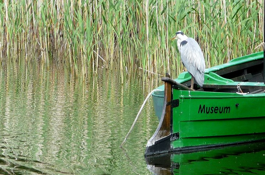 Museumsbesucher