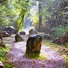 Museumsinsel Hombroich im Regen