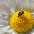 Museumskäfer auf Gänseblümchen