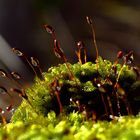 musgo del bosque - macro