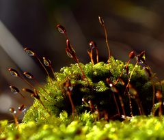 musgo del bosque - macro