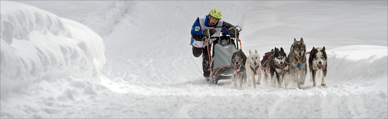 MUSHER Foto & Bild | sport, sport mit tieren, hundesport Bilder auf ...