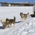 Musher à Beille