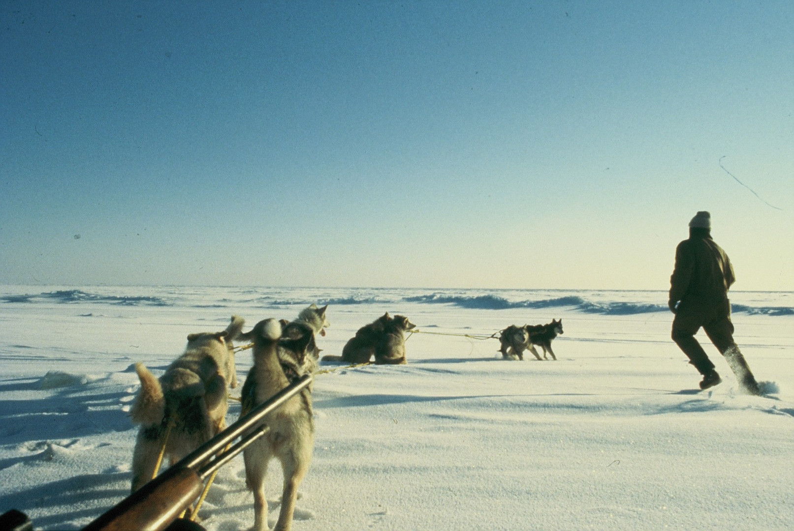 Musher vom Weg abgekommen ...