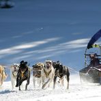 musher4