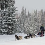 Mushing