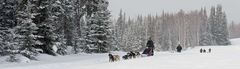 Mushing