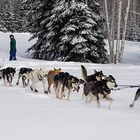 Mushing Alaska