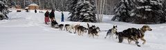 Mushing Alaska