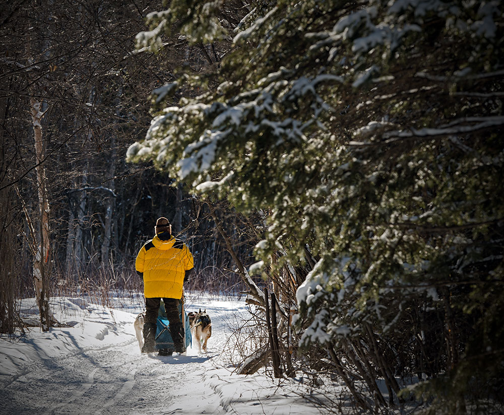 Mushing Forest