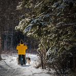 Mushing Forest