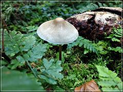 -mushroom-