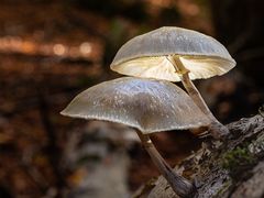 mushroom 2