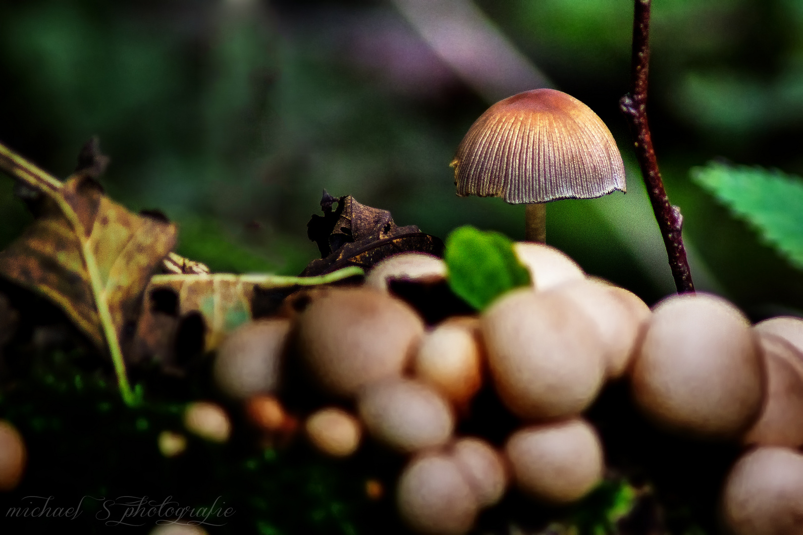 Mushroom