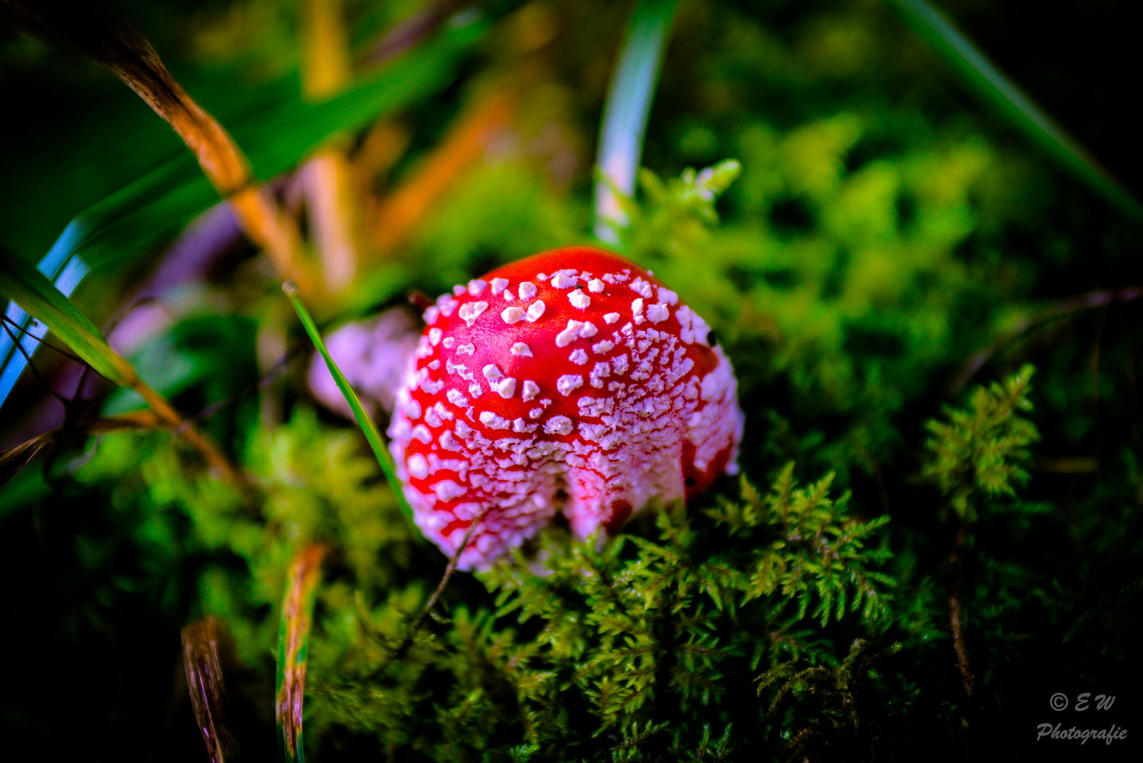 Mushroom