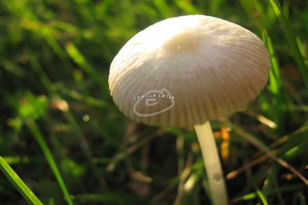 Mushroom