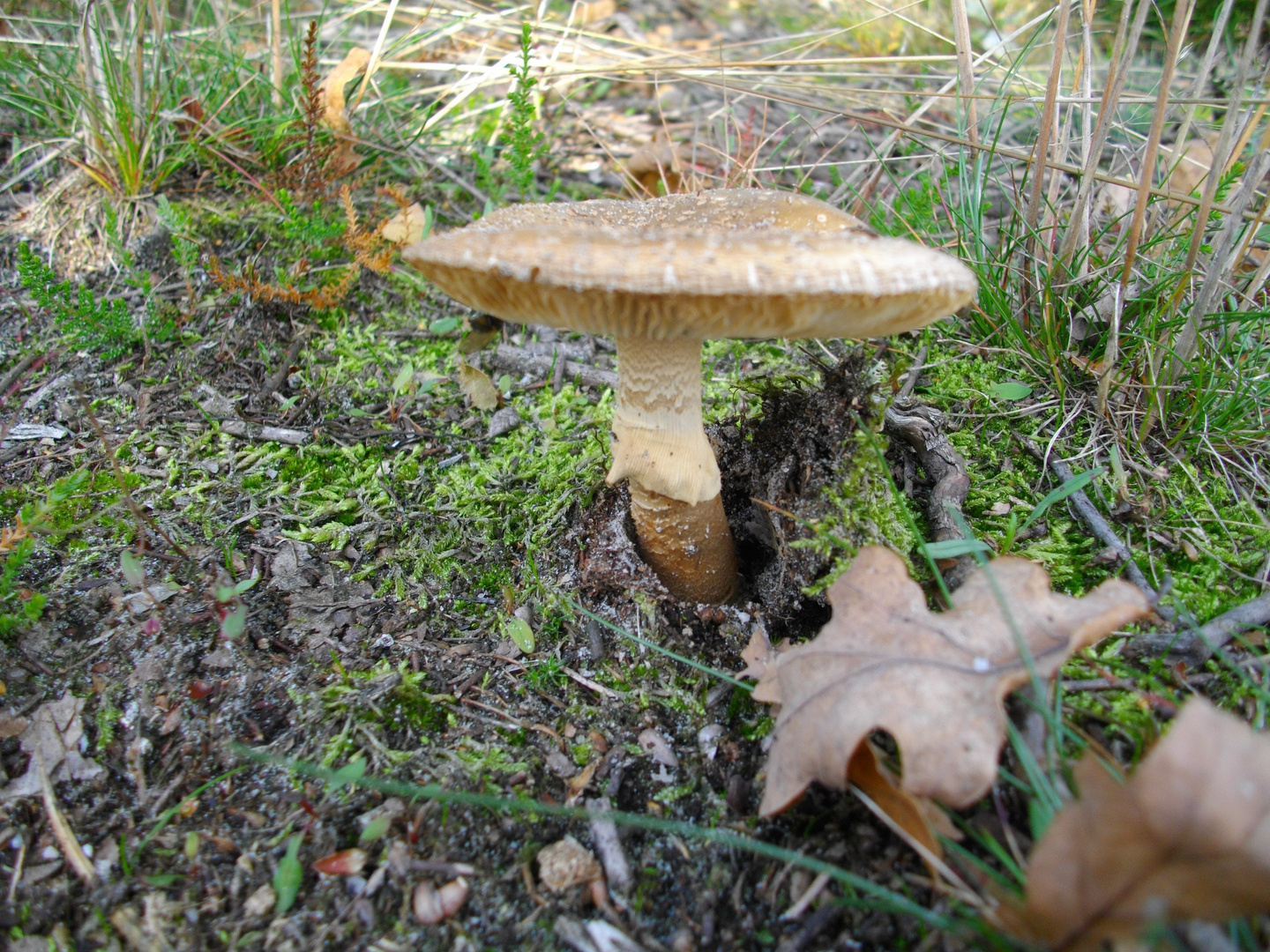 mushroom and a leaf