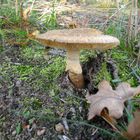 mushroom and a leaf