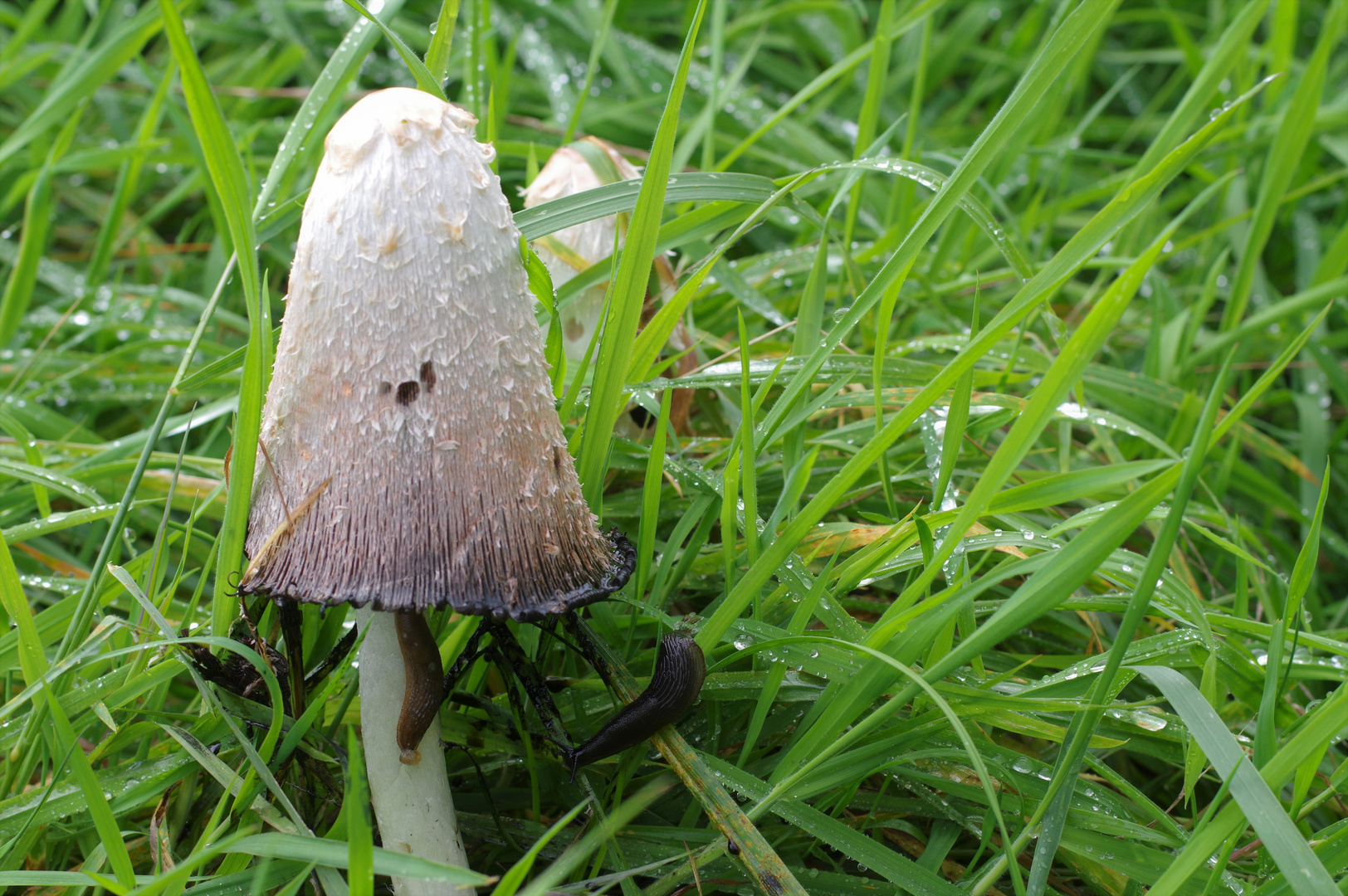 Mushroom and slug