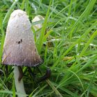Mushroom and slug