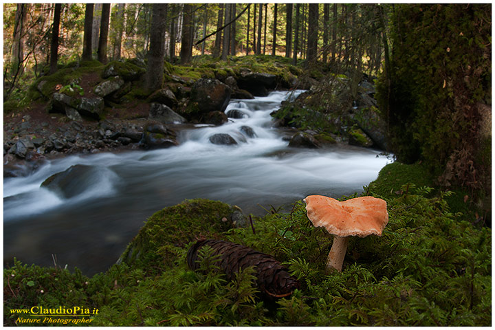 Mushroom and stream, a little paradise