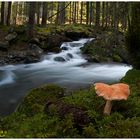 Mushroom and stream, a little paradise