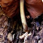 Mushroom and Tree Stub