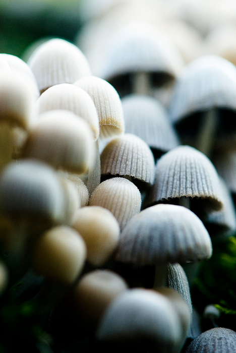 Mushroom army