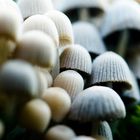 Mushroom army