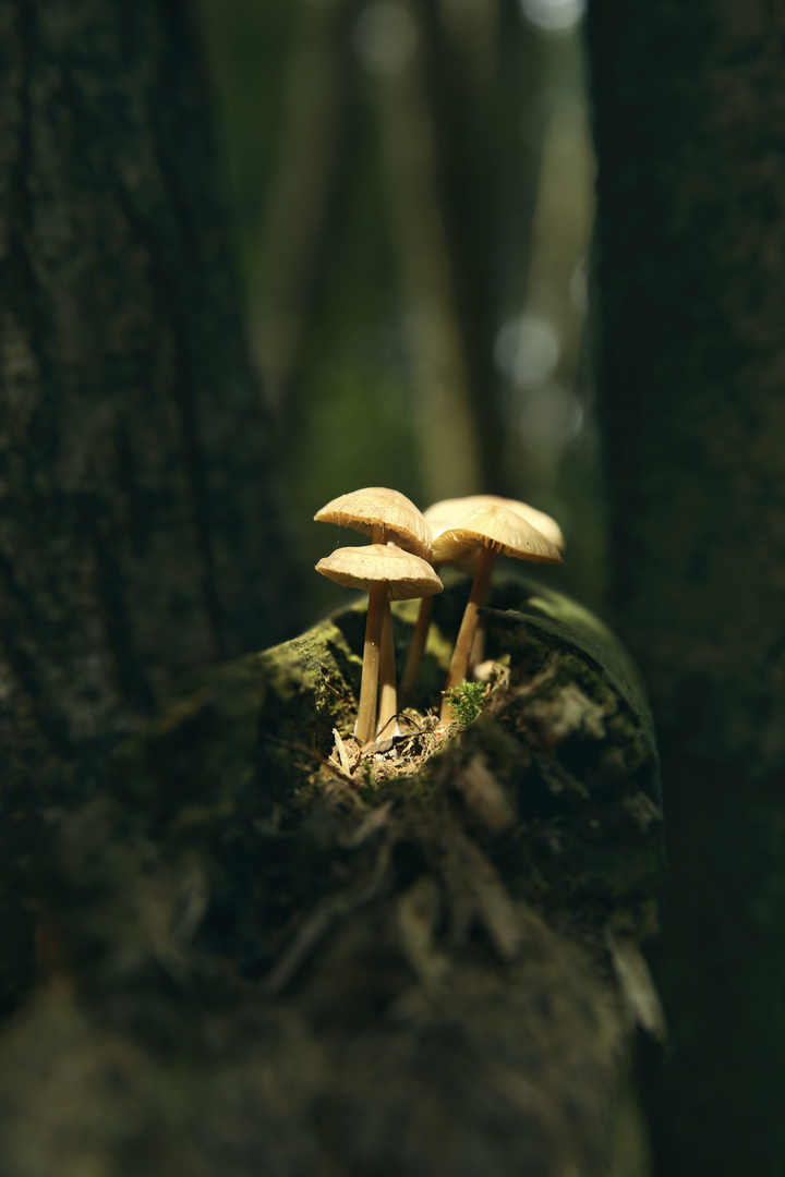 mushroom #autumn