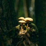 mushroom #autumn