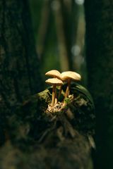 mushroom #autumn