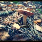 mushroom